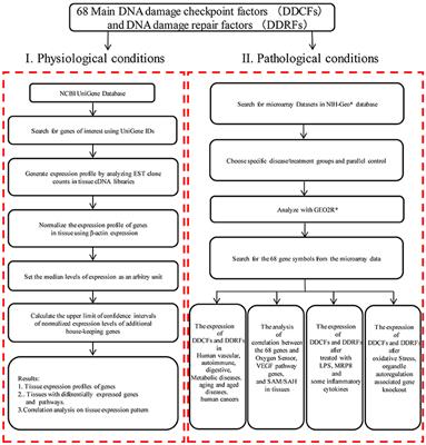 DNA Checkpoint and Repair Factors Are Nuclear Sensors for Intracellular Organelle Stresses—Inflammations and Cancers Can Have High Genomic Risks